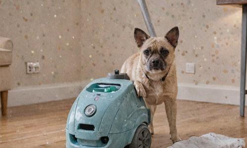 Pet odor treatment and sanitization