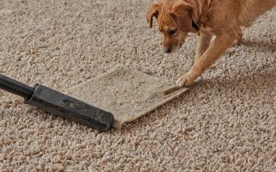 Pet odor treatment service